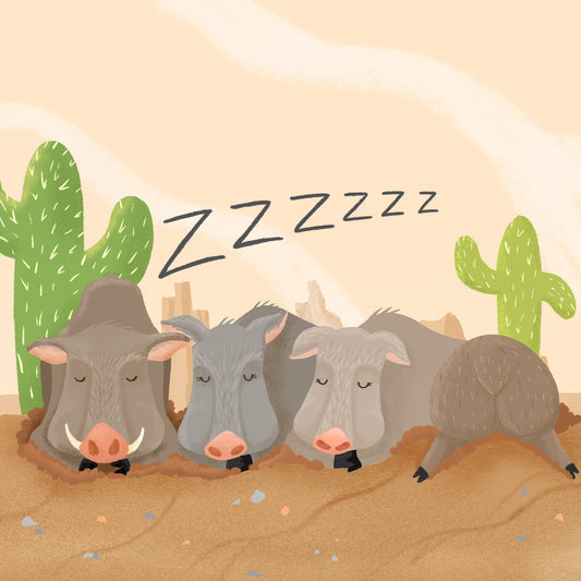 Javelina Siesta - Art Print